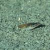 pacific-sand-lance-in-sand-under-water