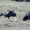 pacific-sand-lance-northwestern-crows-digging-for-them