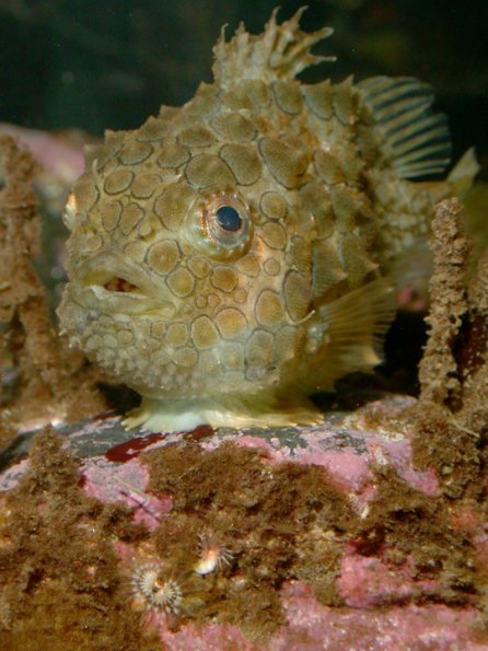 pacific-spiny-lumpsucker