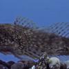 slimy-sculpin-fairbanks