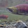 sockeye-salmon-adult-male-grab-frame