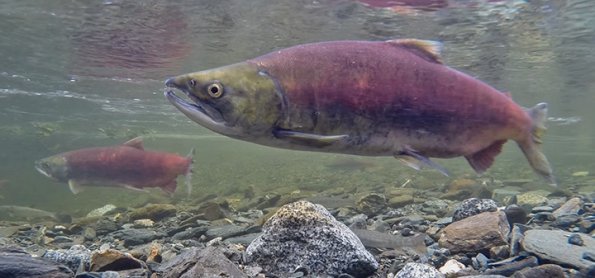 sockeye-salmon-adult-male-grab-frame