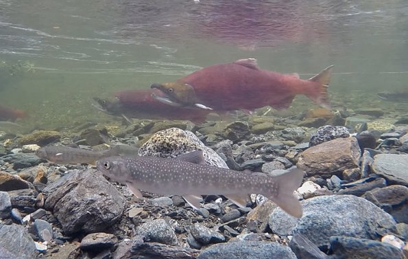 sockeye-salmon-and-dolly-varden-grab-frame