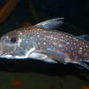 spotted-ratfish-vancouver-aquarium