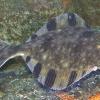 starry-flounder