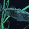 three-spine-stickleback_1348430849