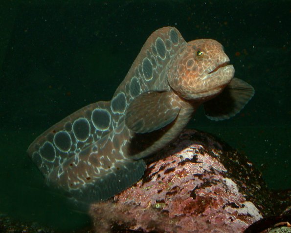 wolf-eel