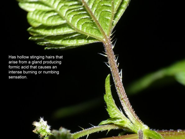 stinging-nettle-showing-hairs