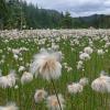 alaska-cotton-field-modified