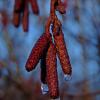 alder-catkins