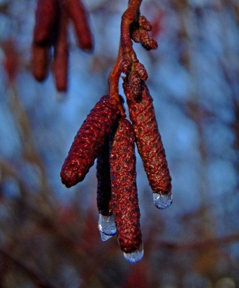 alder-catkins