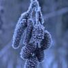 alder-cones-and-catkins-with-frost