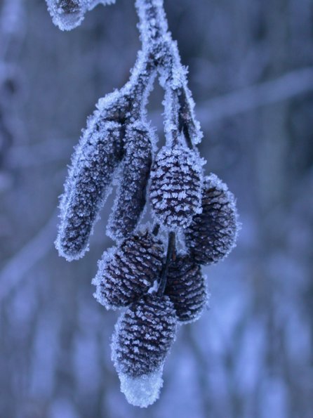 alder-cones-and-catkins-with-frost