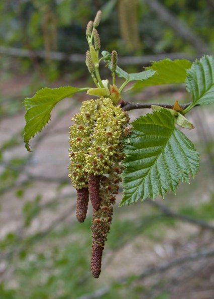 alder-male-and-female-flowers