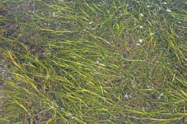 eelgrass-at-bridget-cove