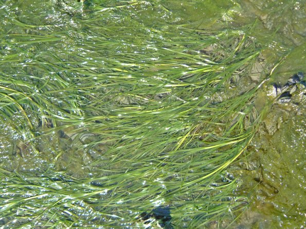 eelgrass