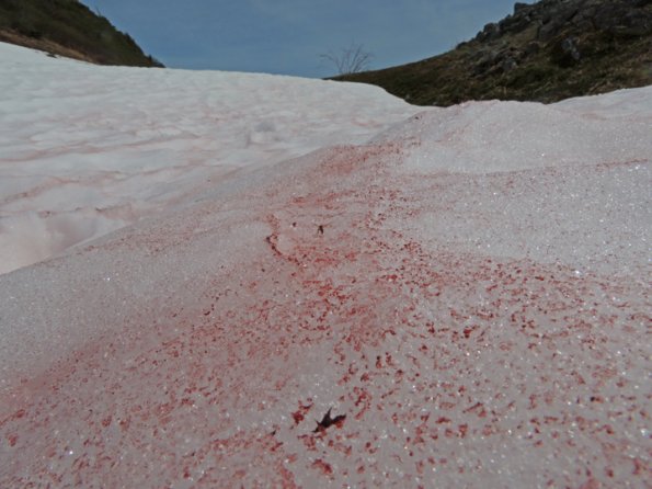 red-algae-on-snow-1