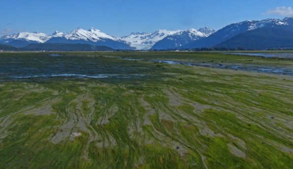 seaweeds-mendenhall-wetlands