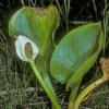 arum-family-wild-calla-calla-palustris-smith-lake