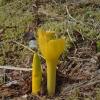 yellow-skunk-cabbage-nipped-by-deer