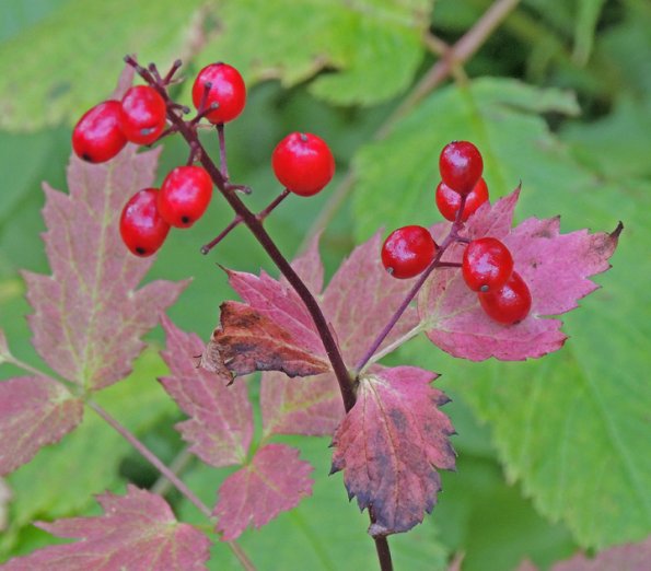 baneberry-juneau-alaska