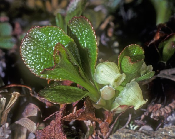 bearberry-in-flower-denali-park-modified