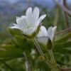 bering-chickweed-in-the-alpine-juneau
