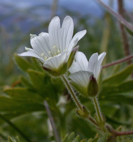 bering-chickweed-in-the-alpine-juneau