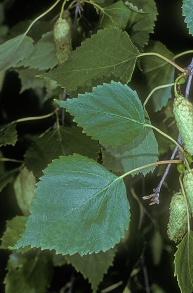 Paper-Birch-Betula-papyrifera