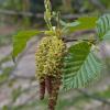 alder-male-and-female-flowers