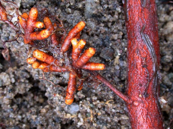 red-alder-with-nitrogen-nodules