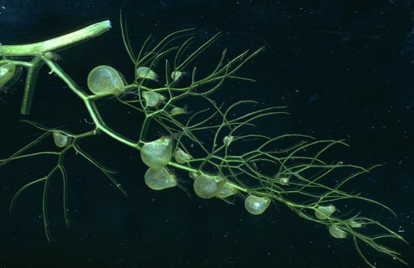 bladderwort-bladders