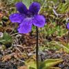 bog-violet-insectivorous-alpine-juneau