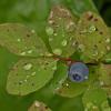 blueberry-with-water-on-leaf