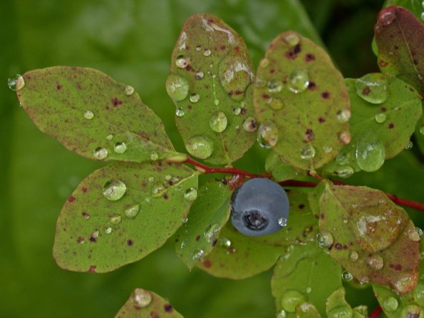 blueberry-with-water-on-leaf