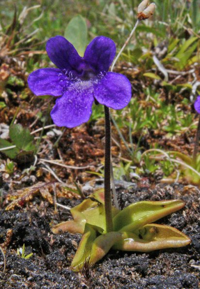 bog-violet-insectivorous-alpine-juneau