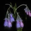 borage-family-bluebell-mertensia-paniculata-fairbanks-