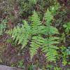 bracken-fern-pt.-bridget-state-park