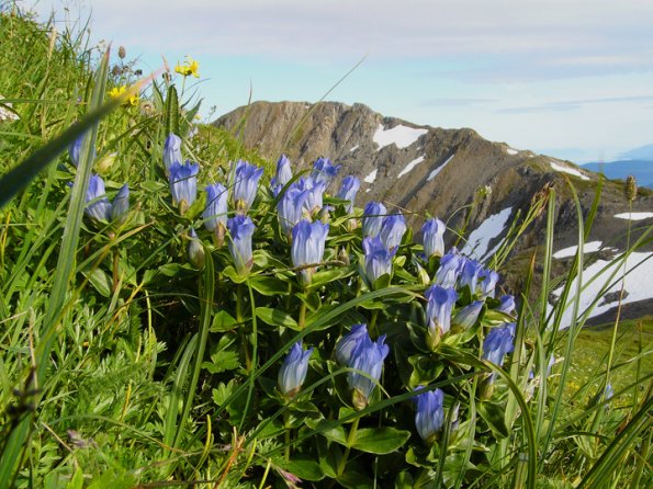broad-petaled-gentian-and-mt-gastineau