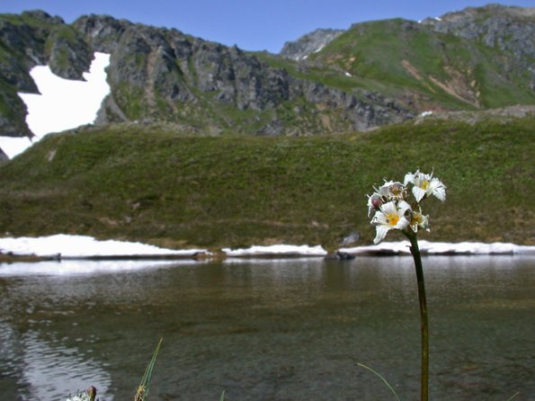 deer-cabbage-and-mountains