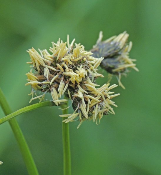 bull-rush-in-kowee-meadow