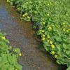 Yellow-Marsh-Marigold-along-a-stream