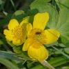 Yellow-Marsh-Marigold