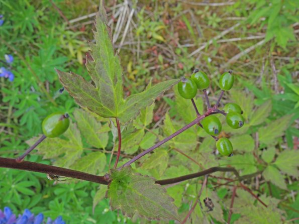 baneberry-actaea-rubra-