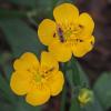 buttercup-1000-mm-iso-800-hand-held