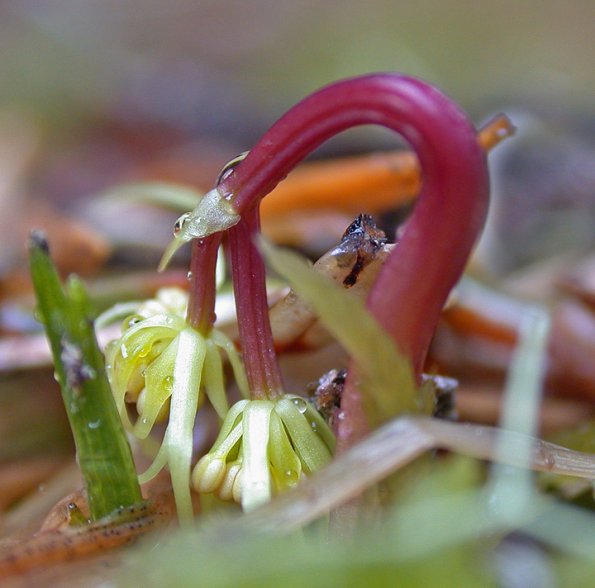 fern-leaf-goldthread-just-emerging