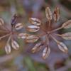 fern-leaf-goldthread-seed-pods