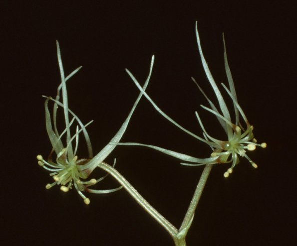 fern-leaf-goldthread