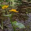 marsh-marigold-juneau