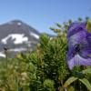 mountain-monkshood-juneau